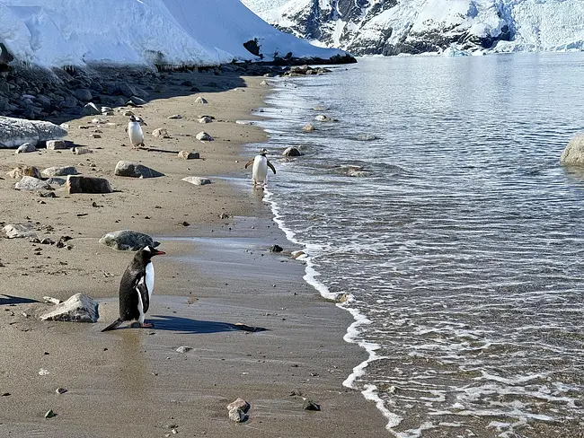 Penguins at Neko Harbour