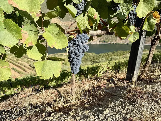 Harvest Season at Quinta Vale de Lobos