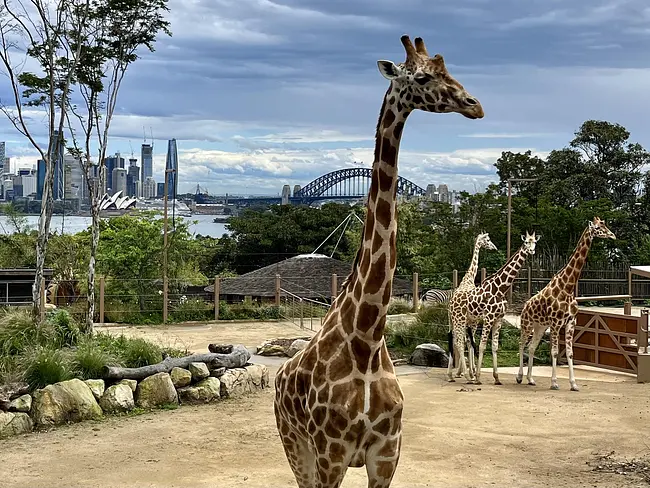 Giraffes at the Taronga Zoo